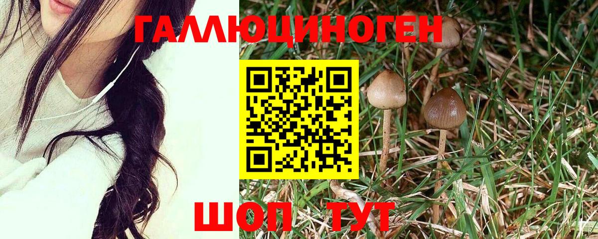 Галлюциногенные грибы Psilocybine cubensis Юрга